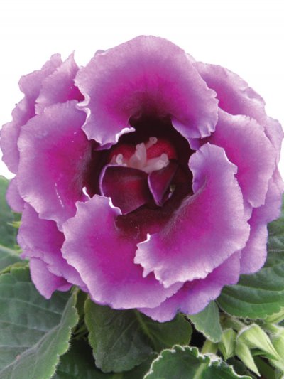Gloxinia Double Brocade Blue and White