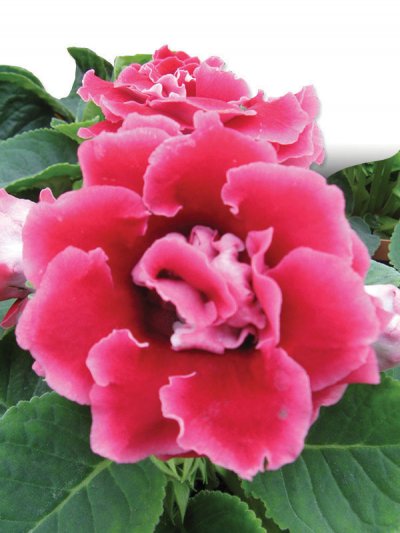 Gloxinia Double Brocade Red
