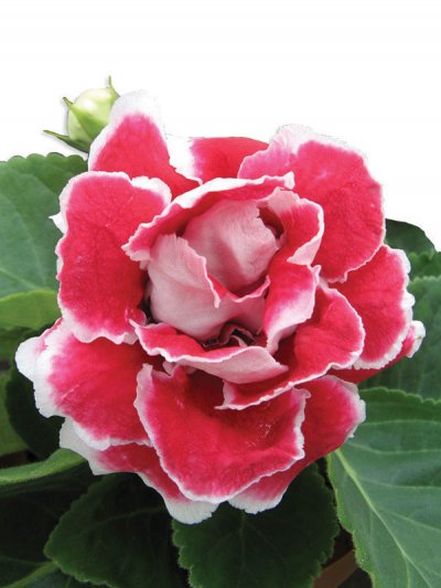 Gloxinia Double Brocade Red and White