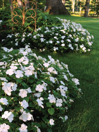 Impatien White
