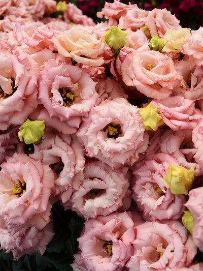 Lisianthus Corelli Apricot