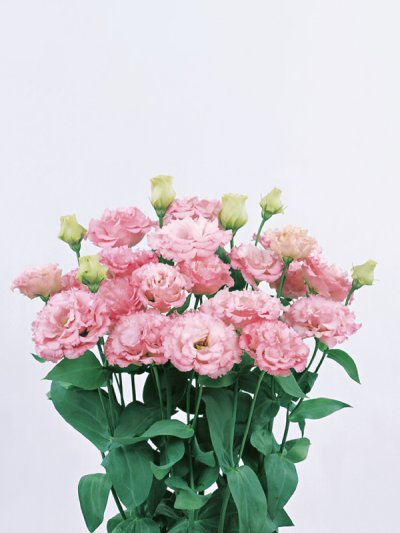 Lisianthus Reina 2 Pink