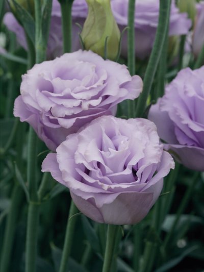Lisianthus Rosita 3 Lavender