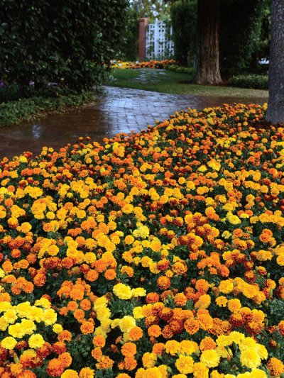 French Marigold Hot Pak Mix