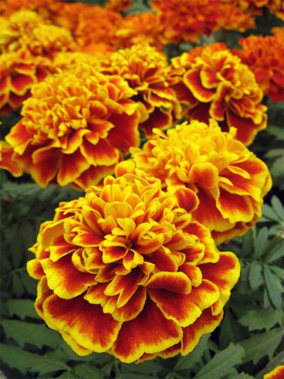 French Marigold Bonanza Bee