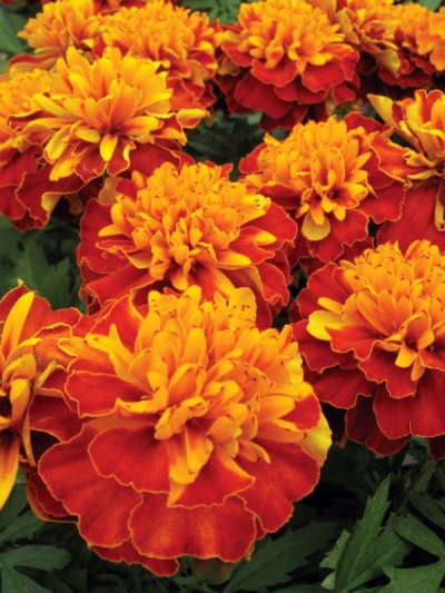 French Marigold Bonanza Harmony