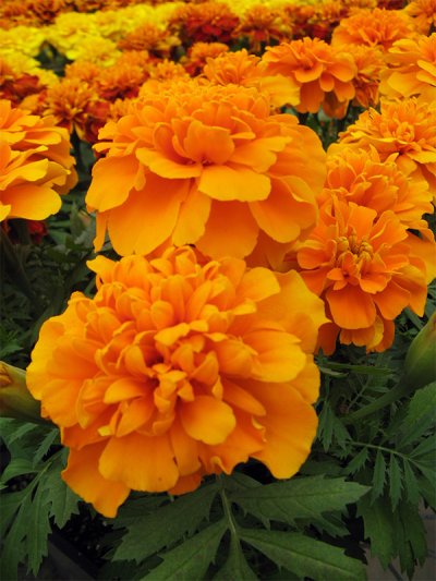 French Marigold Bonanza Orange