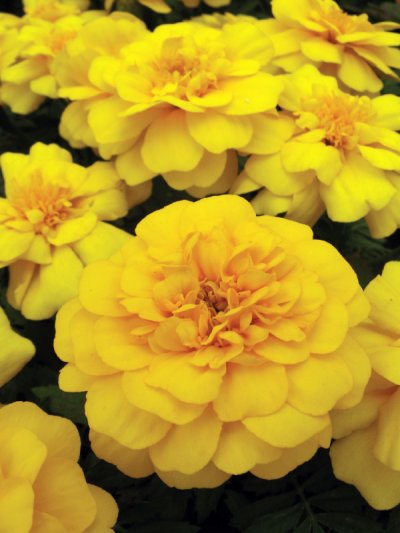 French Marigold Durango Yellow