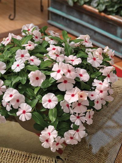 Cora Cascade
