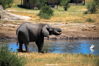 Botswana Tour