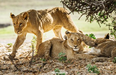 Botswana Tour
