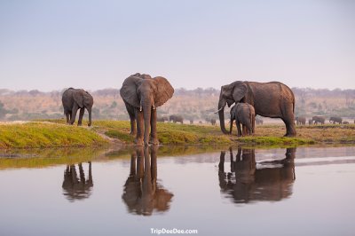Botswana Tour