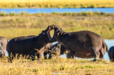 Botswana Tour