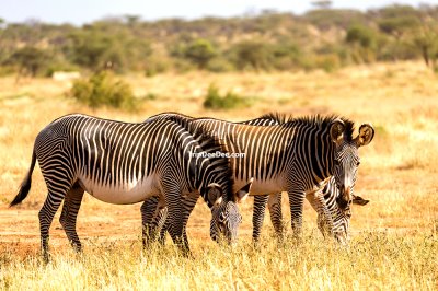 ทัวร์เคนย่า 9 วัน 7 คืน