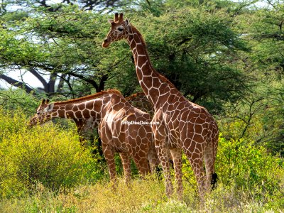 ทัวร์เคนย่า 9 วัน 7 คืน