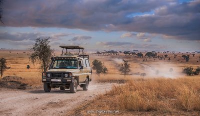 ทัวร์แทนซาเนีย เคนย่า Great Migration and Big five