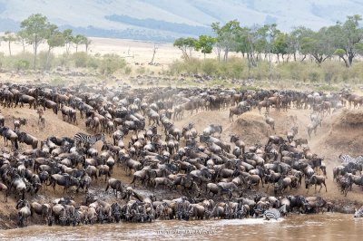 ทัวร์แทนซาเนีย เคนย่า Great Migration Big 5