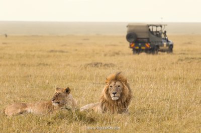 ทัวร์แทนซาเนีย เคนย่า Great Migration Big 5