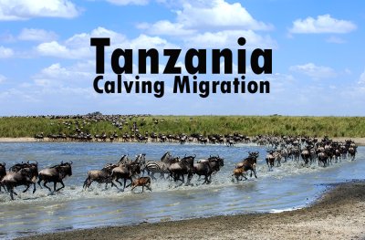 ทัวร์แทนซาเนีย Migration ช่วง ก.พ. มี.ค. 2569