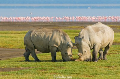 ทัวร์แทนซาเนีย เคนย่า Great Migration Big 5