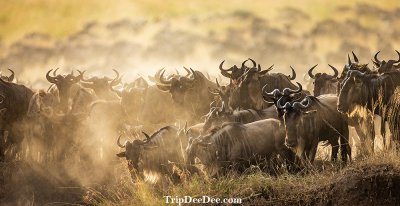 ทัวร์แทนซาเนีย Migration ช่วง ก.พ. มี.ค. 2569