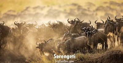 ทัวร์แอฟริกาตะวันออก แทนซาเนีย เคนย่า ยูกันดา รวันดา 2569