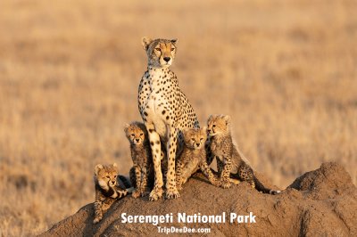 ทัวร์แอฟริกาตะวันออก แทนซาเนีย เคนย่า ยูกันดา รวันดา 2569