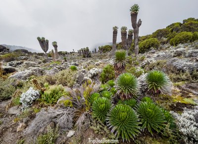 ทัวร์คิลิมานจาโร trekking 2025