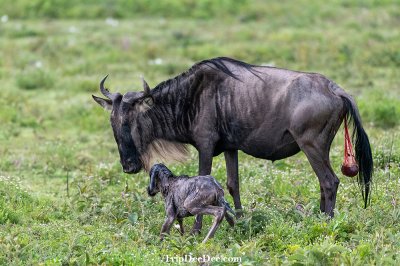 ทัวร์แทนซาเนีย Migration ช่วง ก.พ. มี.ค. 2569