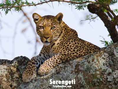 ทัวร์แอฟริกาตะวันออก แทนซาเนีย เคนย่า ยูกันดา รวันดา 2569