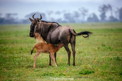 ทัวร์แทนซาเนีย Migration ช่วง ก.พ. มี.ค. 2569