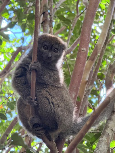 ทัวร์มาดากัสการ์ 12 วัน 9 คืน