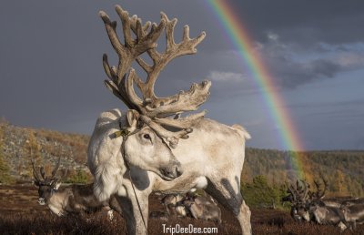 ทัวร์มองโกเลีย ฤดูหนาว 2569