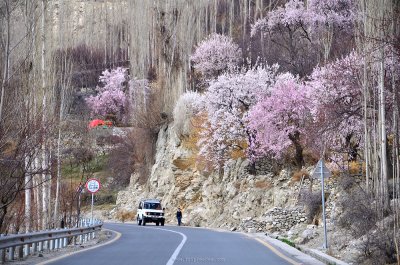 ทัวร์ปากีสถาน Cherry Blossom