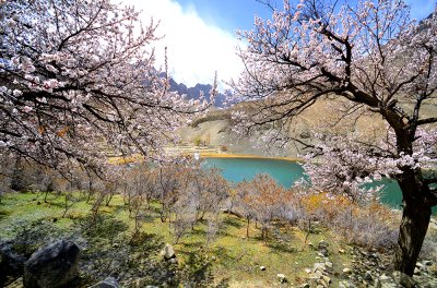 ทัวร์ปากีสถาน Cherry Blossom