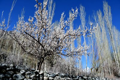 ทัวร์ปากีสถาน Cherry Blossom