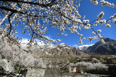 ทัวร์ปากีสถาน Cherry Blossom