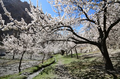 ทัวร์ปากีสถาน Cherry Blossom