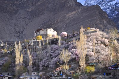 ทัวร์ปากีสถาน Cherry Blossom