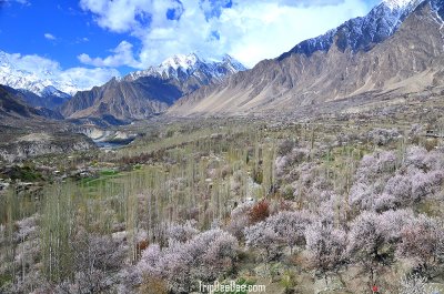 ทัวร์ปากีสถาน Cherry Blossom