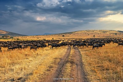 ทัวร์แอฟริกาตะวันออก แทนซาเนีย เคนย่า ยูกันดา รวันดา 2569