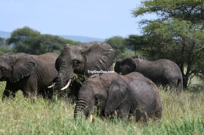 ทัวร์น้ำตกวิกตอเรีย เคนย่า แทนซาเนีย แซมเบีย ซิมบับเว