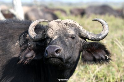 ทัวร์น้ำตกวิกตอเรีย เคนย่า แทนซาเนีย แซมเบีย ซิมบับเว