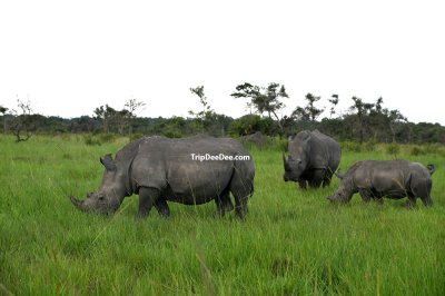 ทัวร์กอริลลา ยูกันดา รวันดา