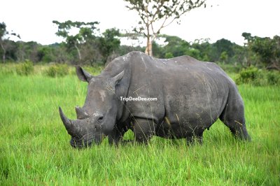 ทัวร์กอริลลา ยูกันดา รวันดา