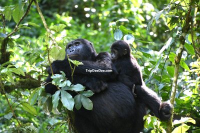 ทัวร์กอริลลา ยูกันดา รวันดา