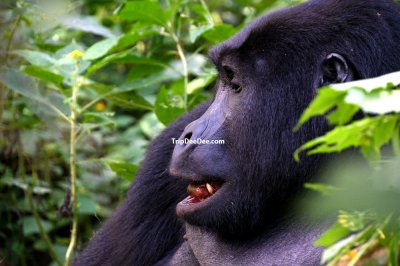 ทัวร์กอริลลา ยูกันดา รวันดา