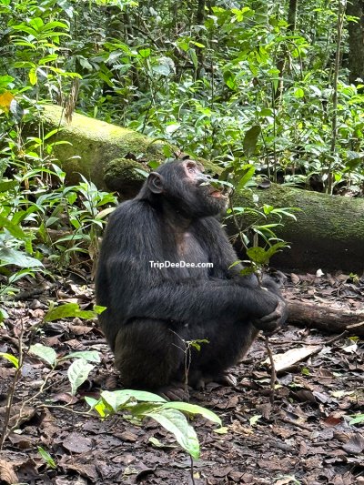 ทัวร์กอริลลา ยูกันดา รวันดา