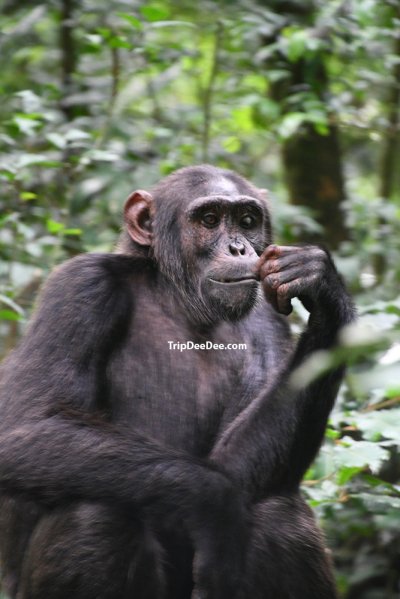 ทัวร์แอฟริกาตะวันออก แทนซาเนีย เคนย่า ยูกันดา รวันดา 2569