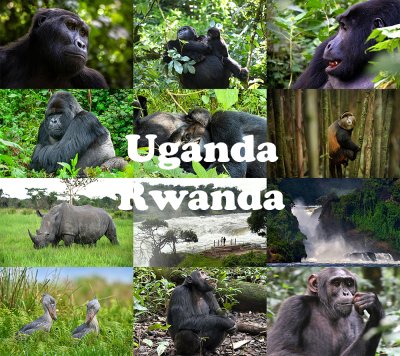 ทัวร์กอริลลา ยูกันดา รวันดา